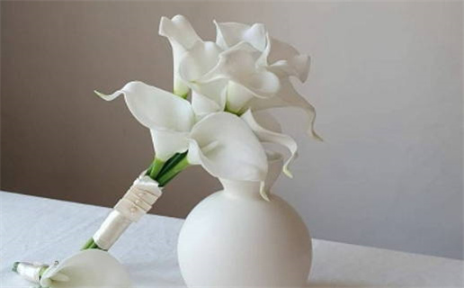 生肖鼠养什么绿植好_生肖鼠养什么绿植好呢